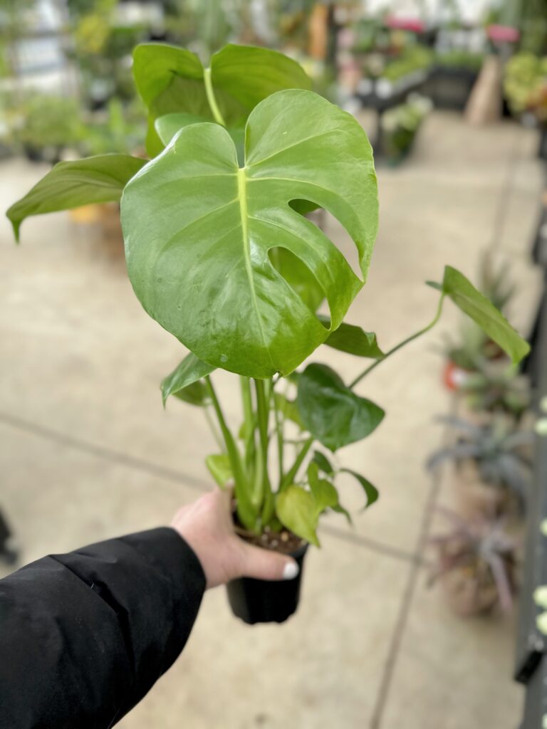 holding a potted monstera plant in a greenhouse. 