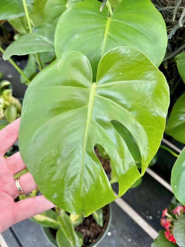A giant monstera leaf, bright green and healthy. 