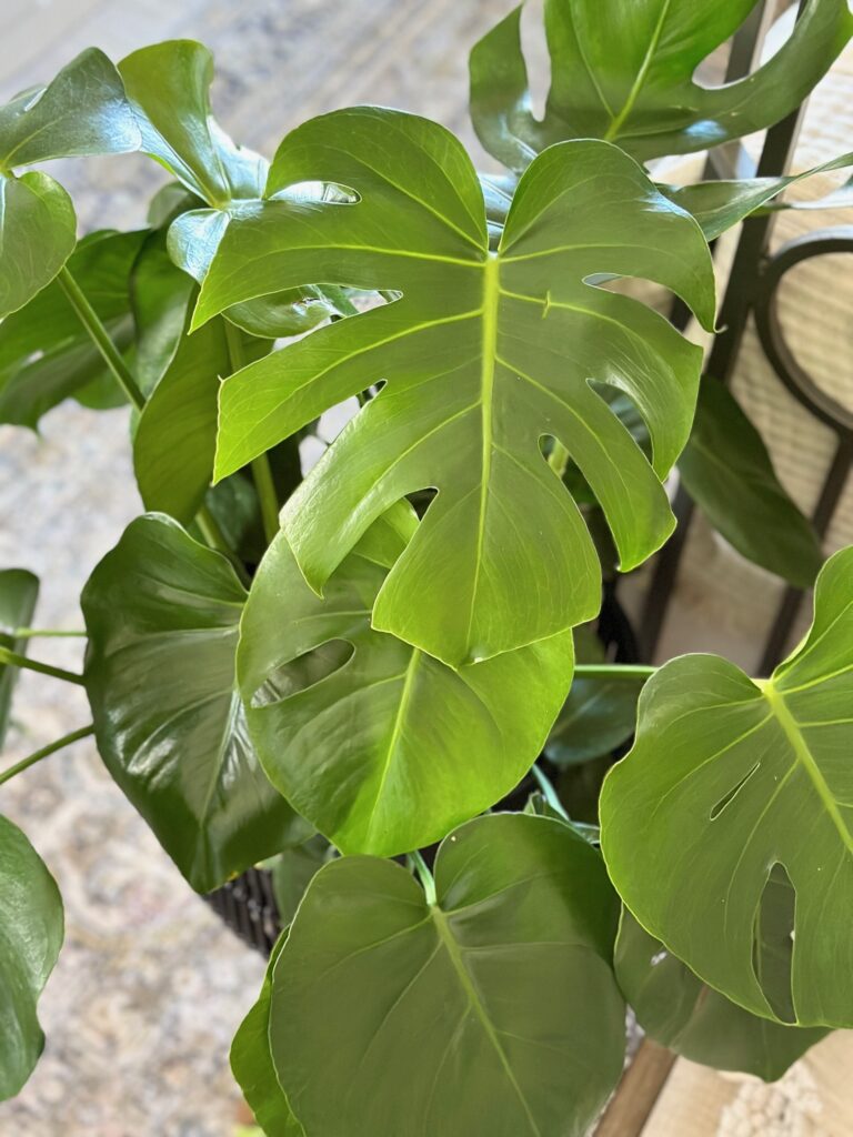 large leaf monstera plant.