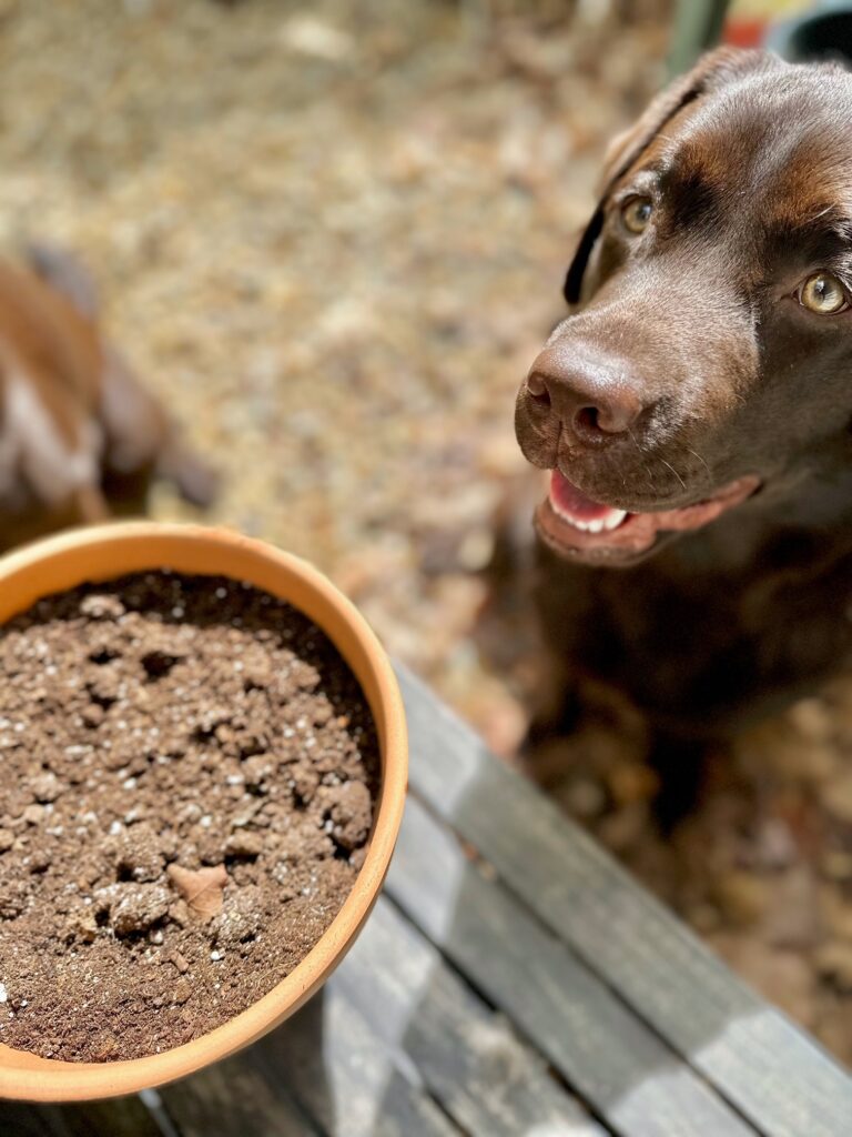 chocolate lab puppy looking at soil