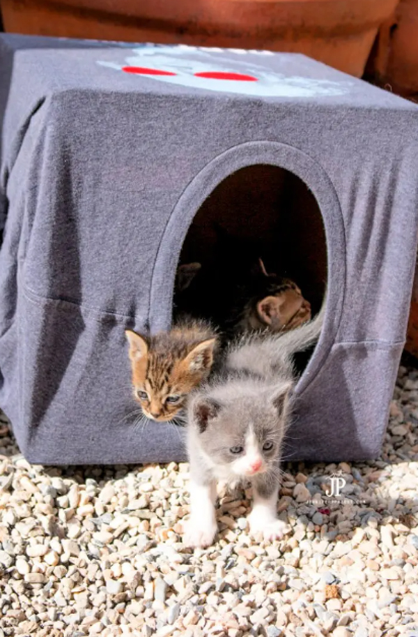 cheap-diy-cat-house-made-from-t-shirt