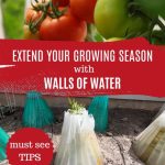 PInterest image: Extend Growing Season with Walls of WAter