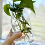A large mason jar filled with water and pothos.