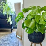 large Monstera in a black planter with legs.