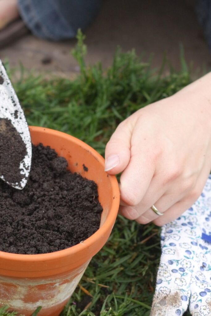 potting soil in a clay pot. 