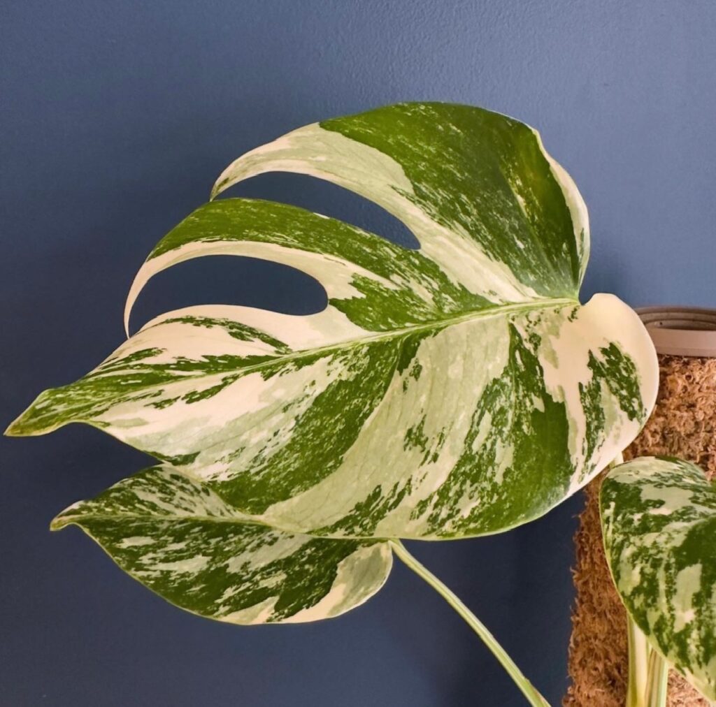 A beautiful marbled monstera albo.