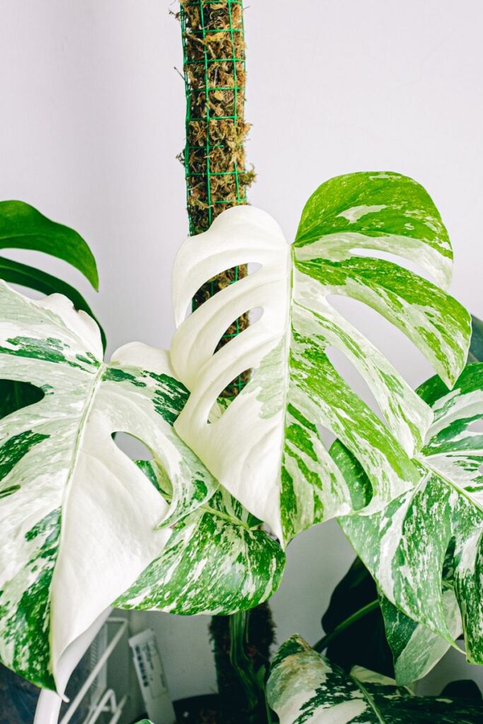 Beautiful Monstera Albo with white and green variegated large leaves. 