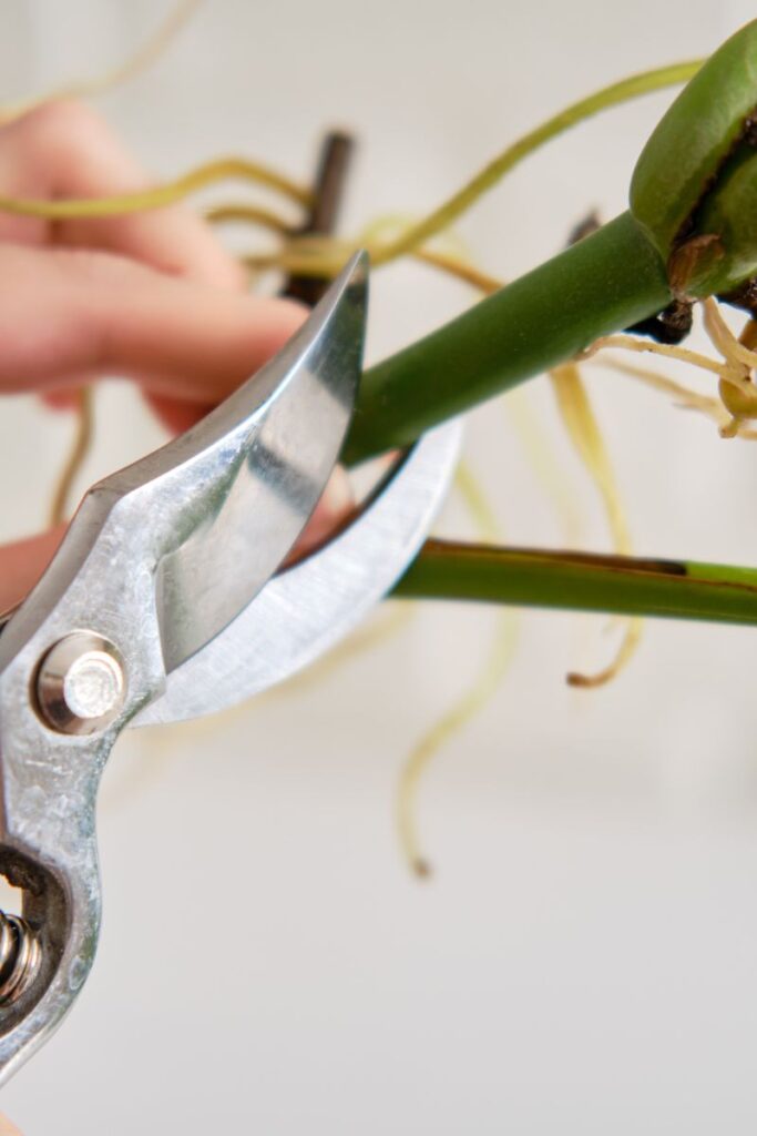 Clippers cutting  stem of Monstera.