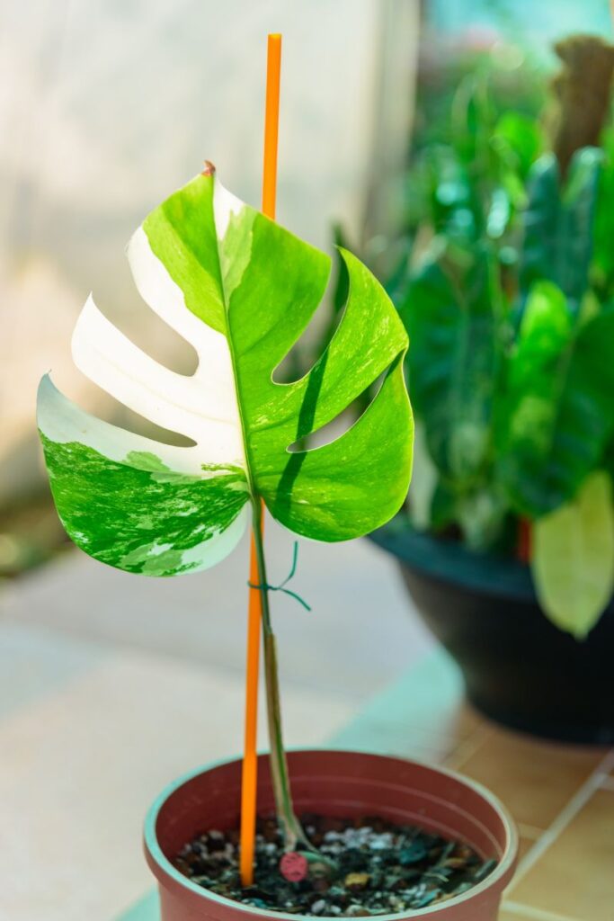 one leaf small monstera albo plant in a pot. 
