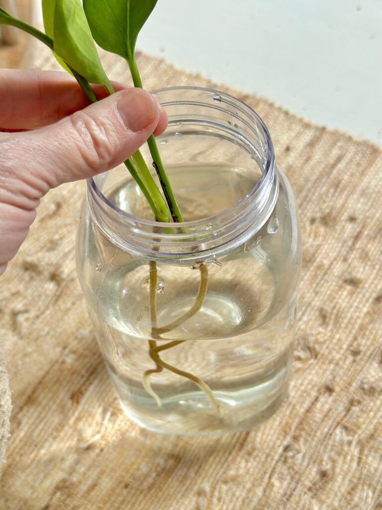 placing a stem cutting in a jar of water. 