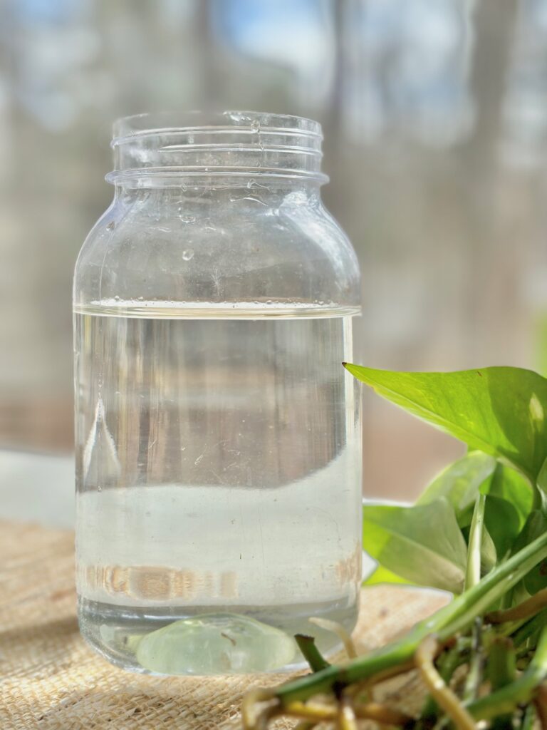 jar of fresh clean water for stem cuttings. 