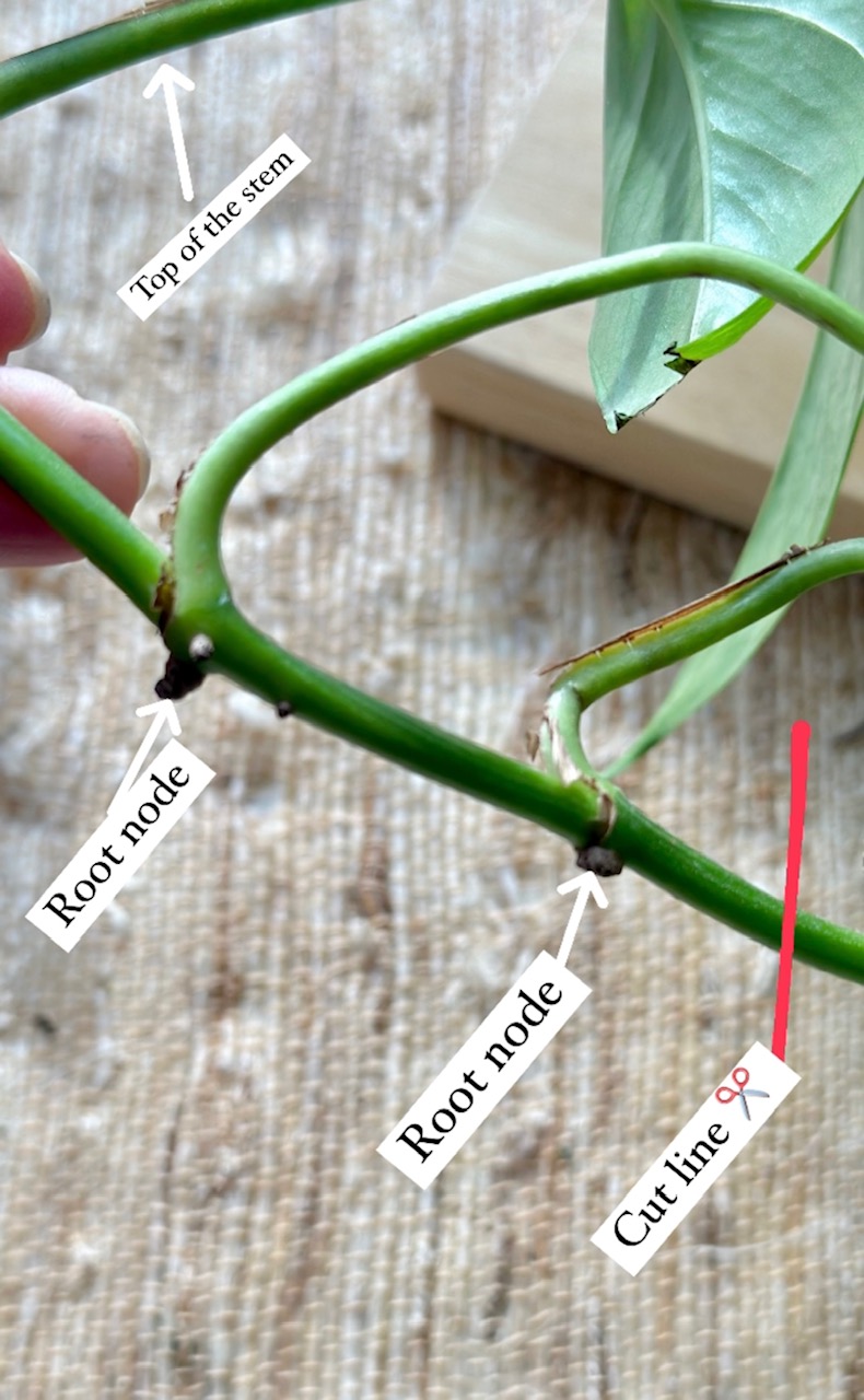 A stem of pothos showing where to cut for propagation. 