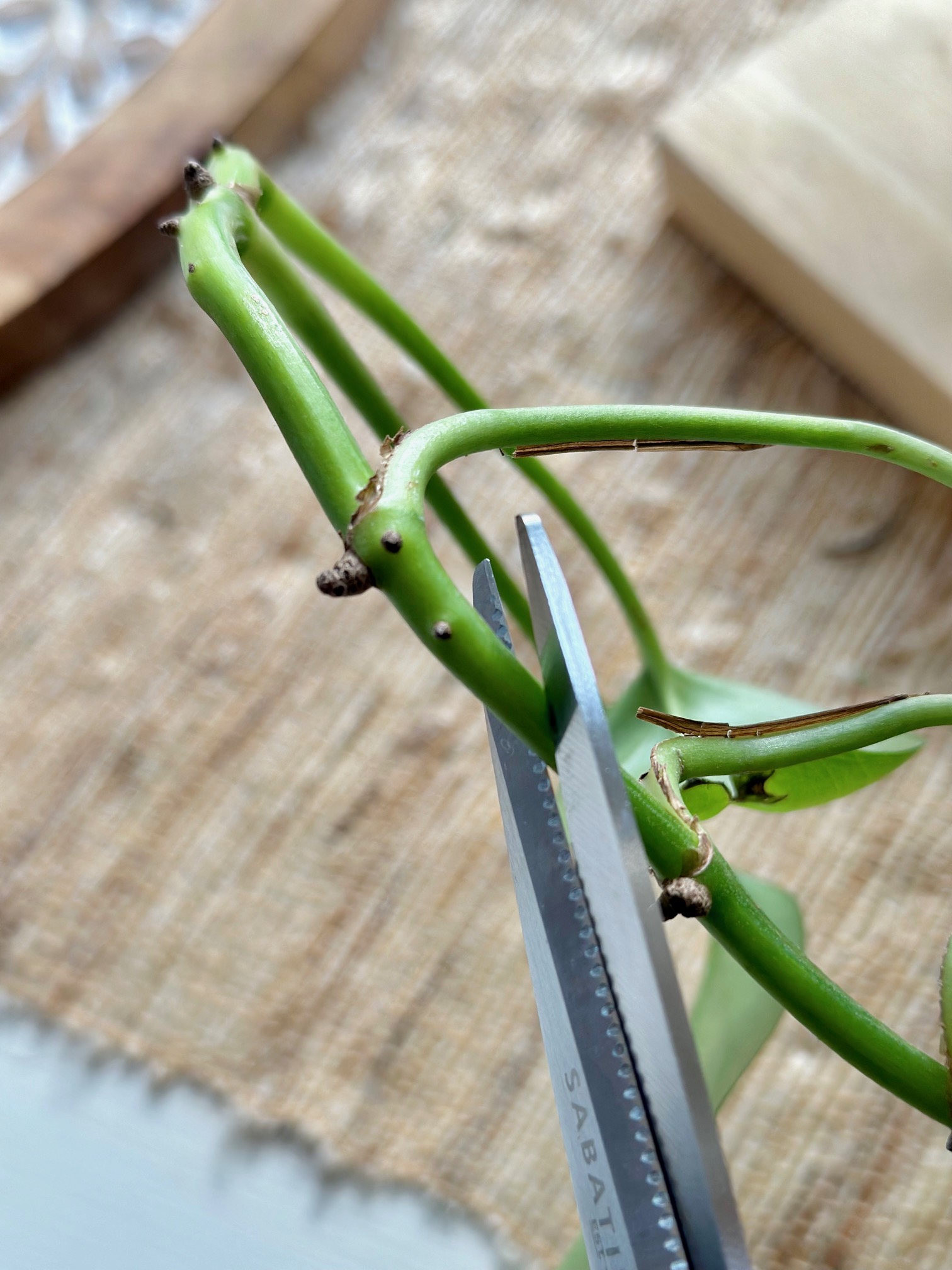 Cutting the stem with sharp scissors. 