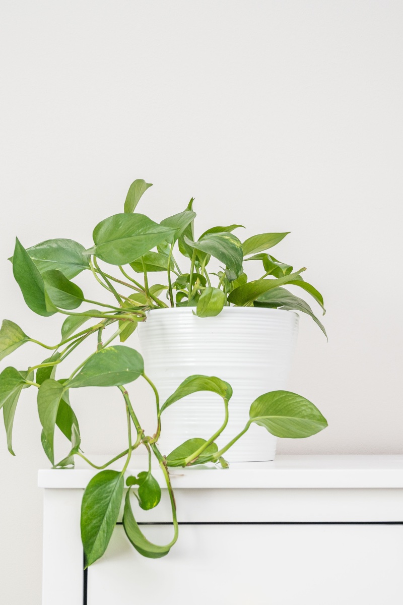 a green pothos plant in a white ceramic pot on a white table.