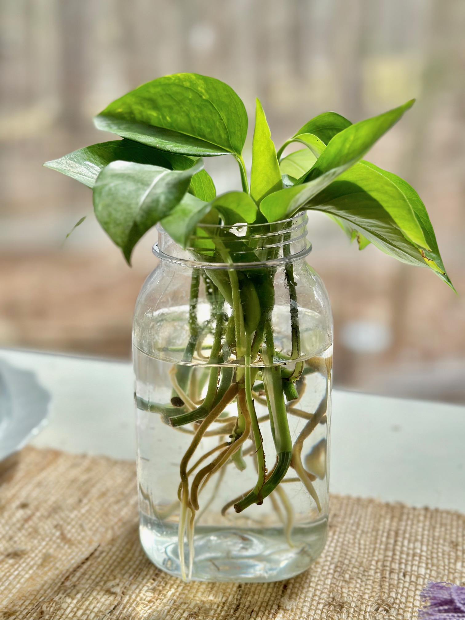 A jar of pothos cutting with roots. 