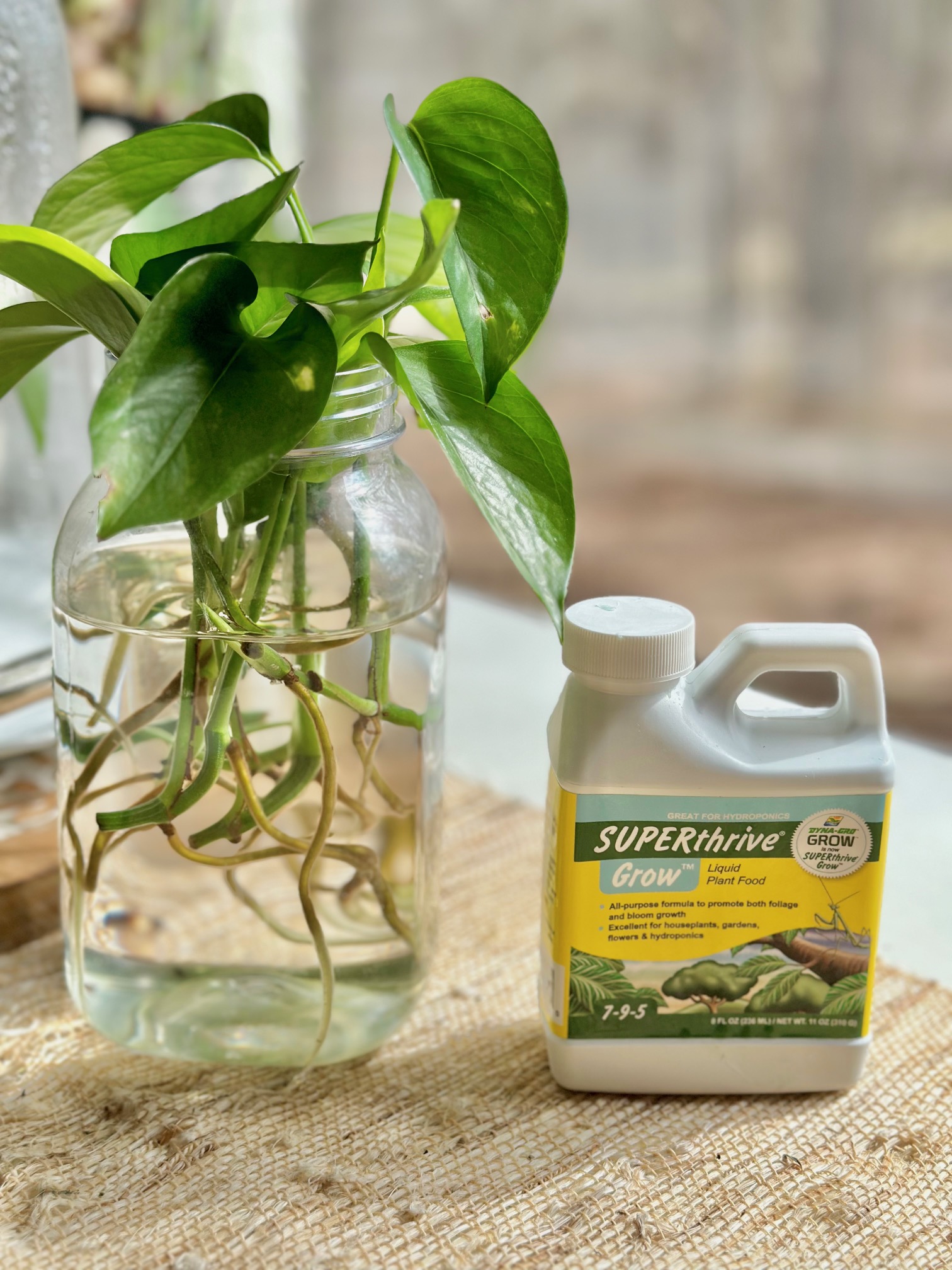 A jar of stem cutting with a special fertilzer for hydroponic gardening. 