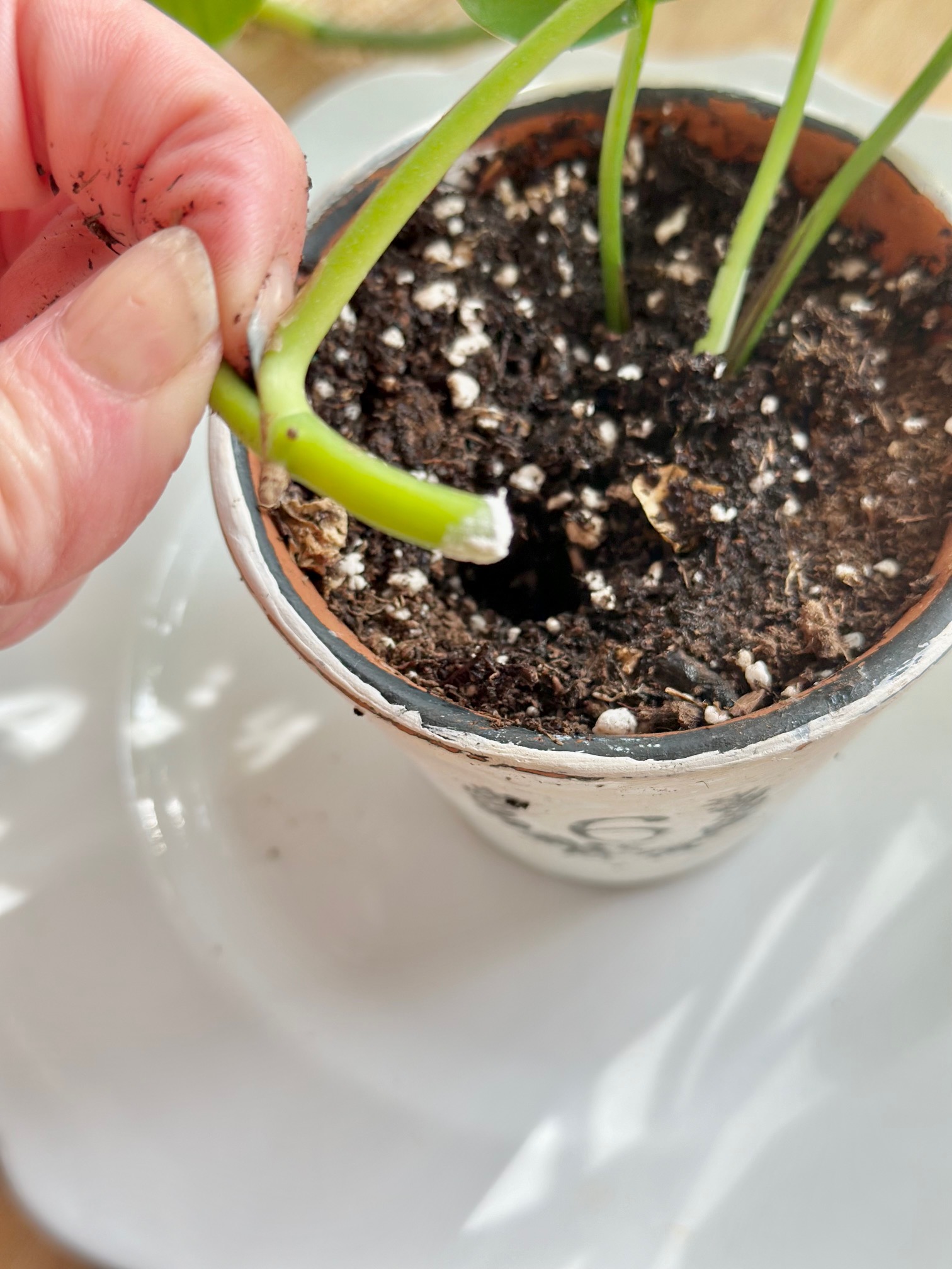 placing a root in soil in a small pot. 