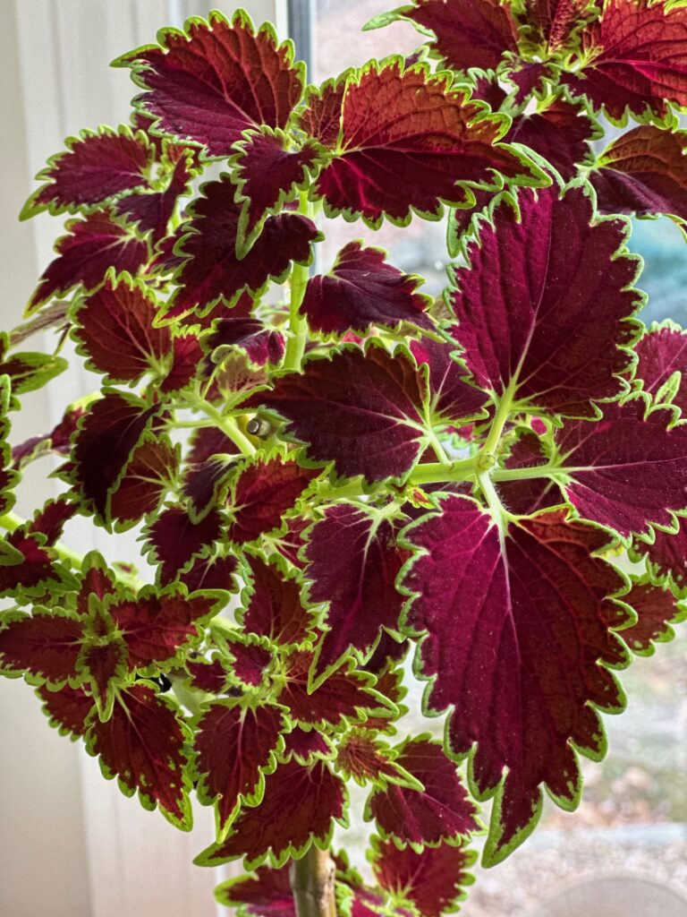 Propagated Coleus after I planted the rooted stems in soil. 