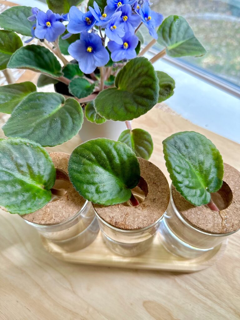 African violets for propagating. 