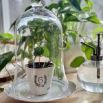 A pothos plant in a small pot under a glass cloche.