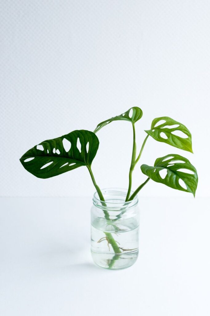 Swiss cheese plant - monstera in water.